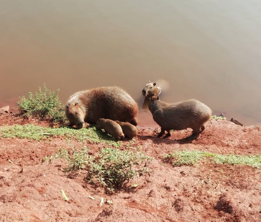 Capivaras em Louveira: símbolo de tranquilidade e equilíbrio ambiental